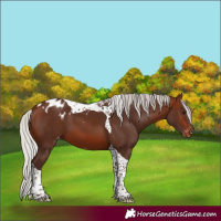 Horse Color:Silver Brown Tobiano Skewed Appaloosa 