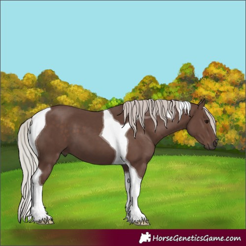 Horse Color:Silver Black Tobiano 
