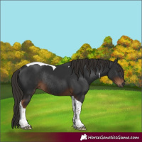 Horse Color:Gray Liver Chestnut Tobiano Rabicano