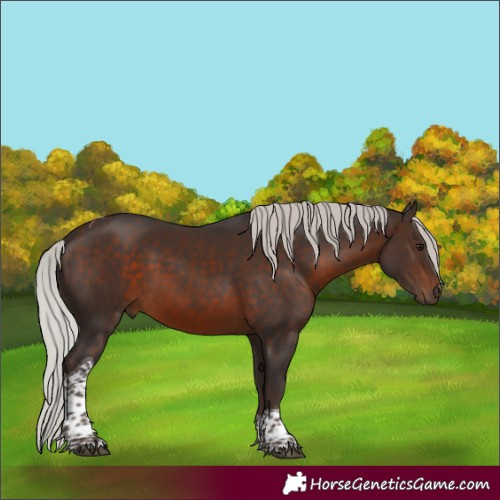 Horse Color:Silver Brown Sabino Tobiano 