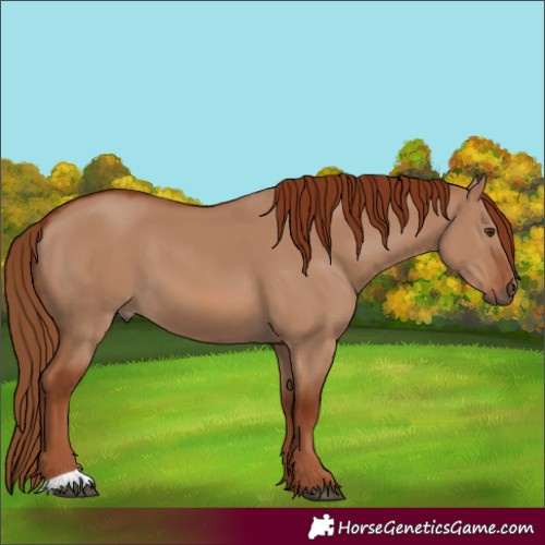 Horse Color:Red Dun 