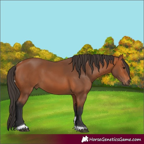 Horse Color:Bay Tobiano 