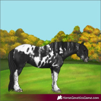 Horse Color:Powder White Gray Black Tobiano Skewed Appaloosa