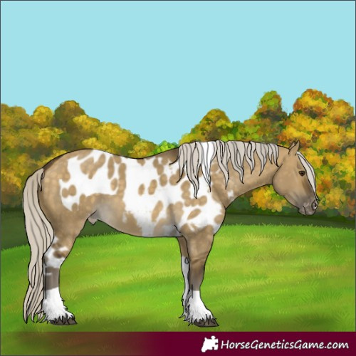 Horse Color:Silver Buckskin Dun Tobiano Skewed Appaloosa 