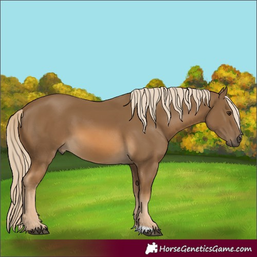 Horse Color:Chocolate Palomino 