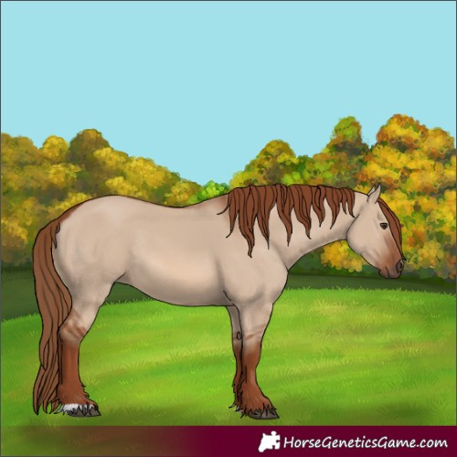 Horse Color:Red Dun Rabicano 