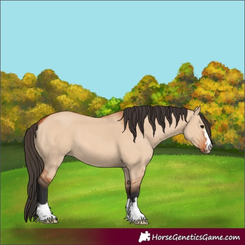 Horse Color:Bay Dun 