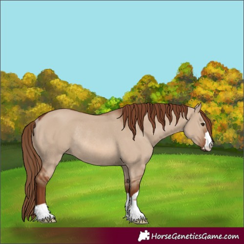 Horse Color:Red Dun Rabicano 