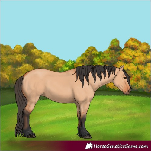 Horse Color:Bay Dun 