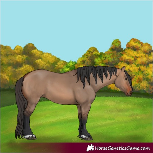 Horse Color:Bay Dun 
