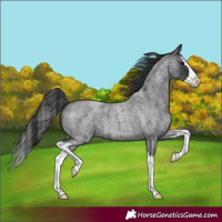 Horse Color:Blue Roan Splash