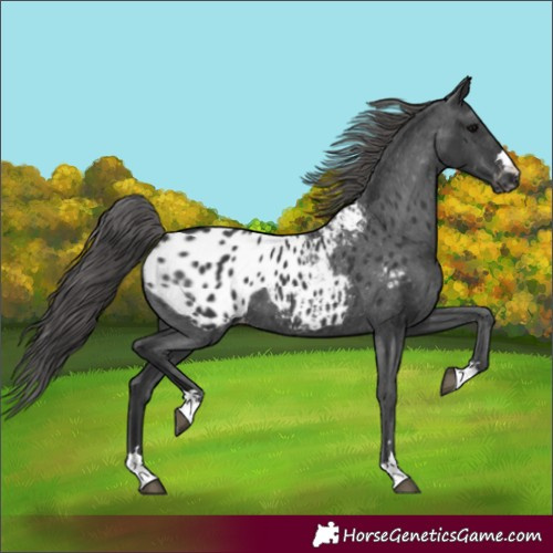 Horse Color:Black Appaloosa 