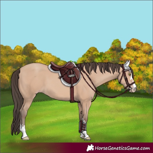 Horse Color:Amber Champagne