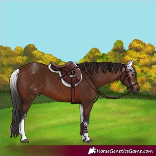 Horse Color:Gray White Spotted Bay