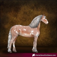 Horse Color:White Spotted Silver Brown