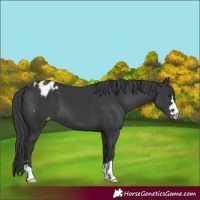 Horse Color:Black Appaloosa 