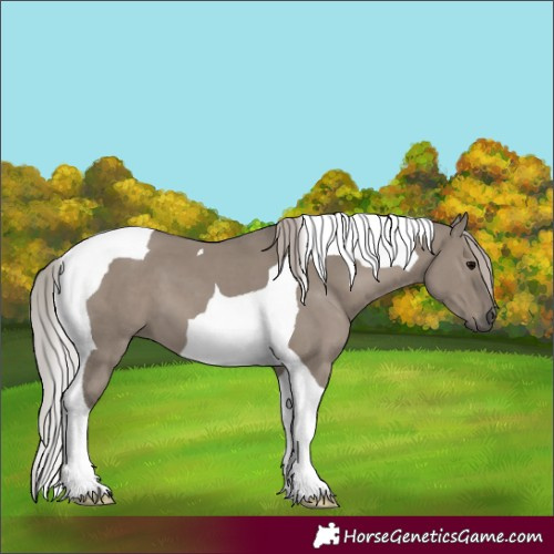 Horse Color:Silver Grullo Tobiano 