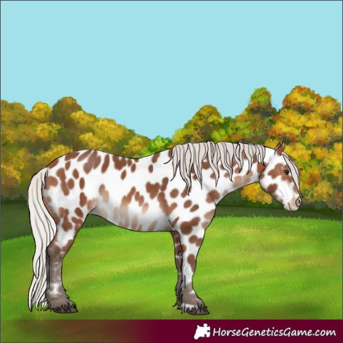 Horse Color:Silver Brown Mushroom Appaloosa