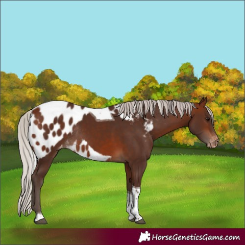 Horse Color:Silver Brown Tobiano Skewed LP Spotted Rabicano 