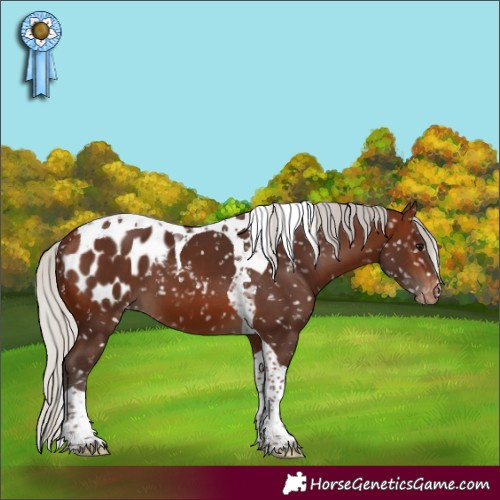Horse Color:Silver Brown Tobiano Blanket 