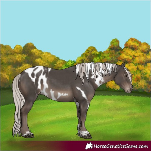 Horse Color:Silver Black Tobiano Skewed Appaloosa Rabicano 