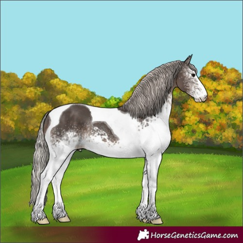 Horse Color:White Spotted Silver Black Tobiano
