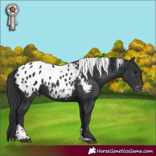 Horse Color:Black Tobiano Appaloosa Rabicano 