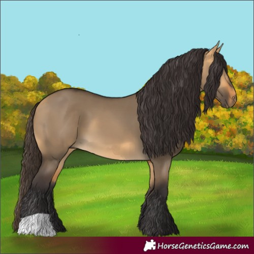 Horse Color:Buckskin Dun