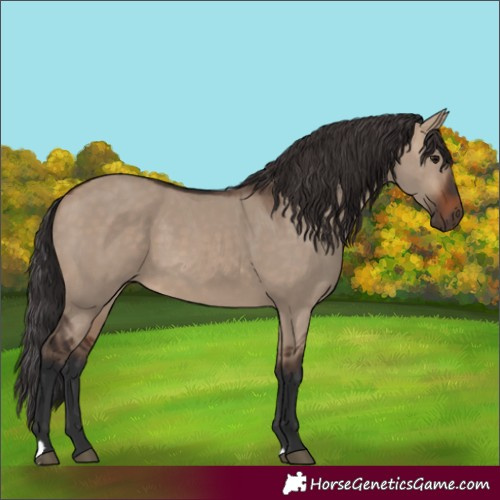 Horse Color:Brown Dun