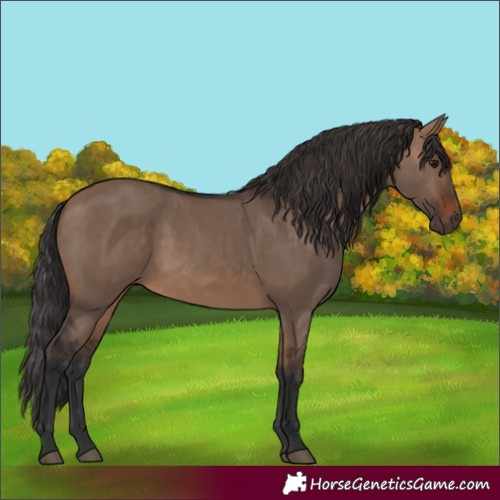 Horse Color:Brown Dun 