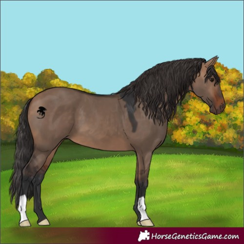 Horse Color:Bay Dun
