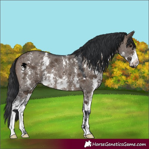 Horse Color:Brown Dun Sabino