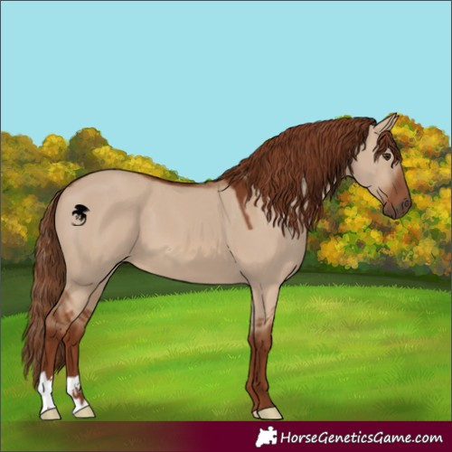 Horse Color:Red Dun 