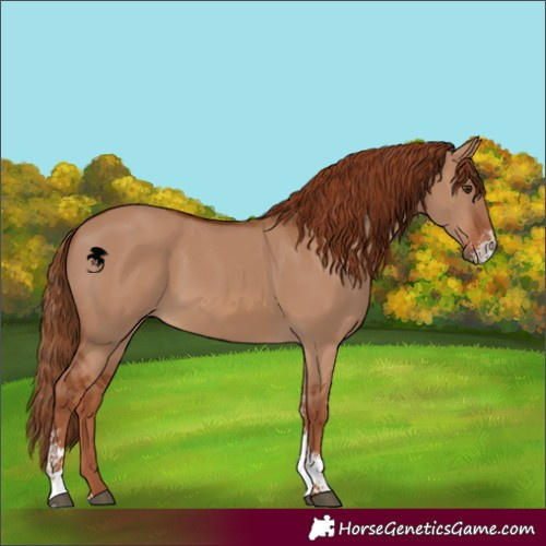 Horse Color:Red Dun Sabino