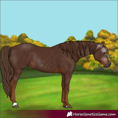 Horse Color:Gray Chestnut Rabicano