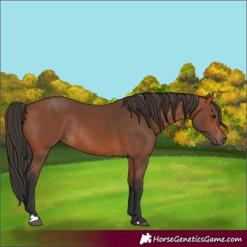 Horse Color:Bay Rabicano 