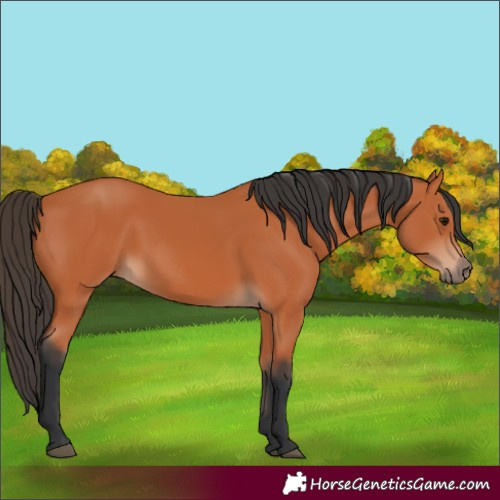 Horse Color:Bay Rabicano 