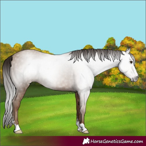 Horse Color:Gray Classic Champagne Sabino Rabicano 