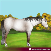 Horse Color:Gray Classic Champagne Sabino Rabicano