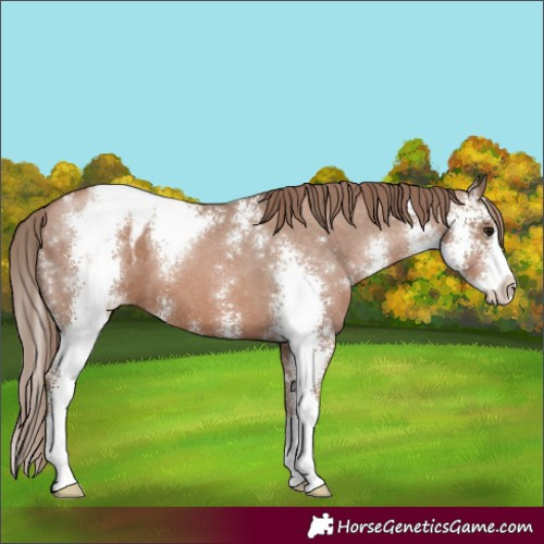 Horse Color:Black Pearl Sabino Appaloosa 