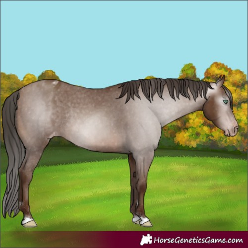 Horse Color:Gray Sable Champagne Appaloosa Rabicano
