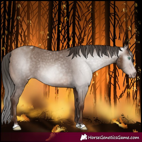 Horse Color:Gray Sable Champagne Varnish Rabicano