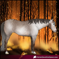 Horse Color:Gray Sable Champagne Varnish Rabicano
