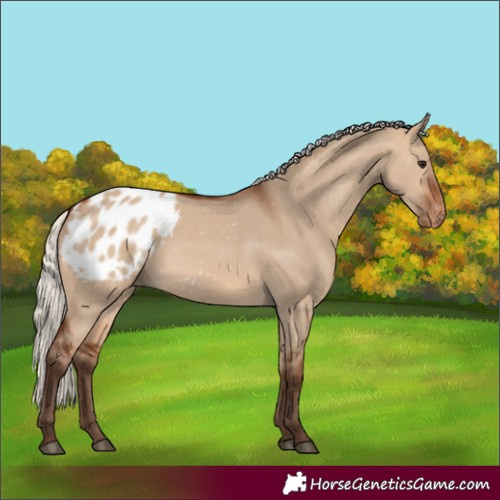 Horse Color:Silver Brown Dun Blanket 