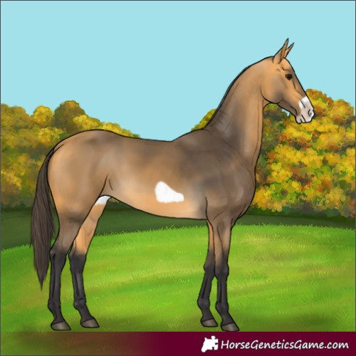 Horse Color:Buckskin Frame 