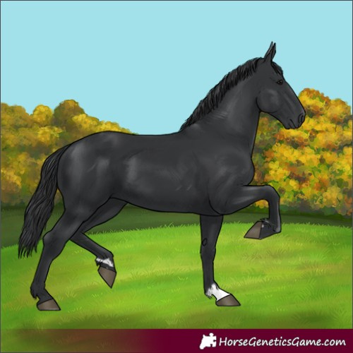 Horse Color:Black 