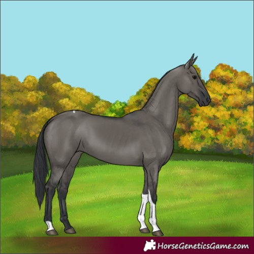 Horse Color:Grullo Tobiano 