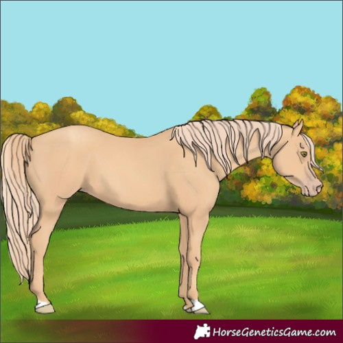 Horse Color:Gold Champagne 