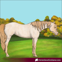 Horse Color:Gold Champagne Roan 
