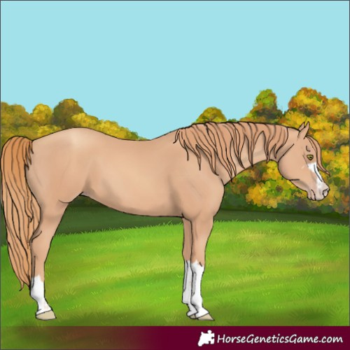 Horse Color:Gold Champagne 